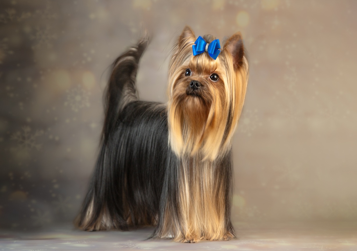  HELMIDGE MAKSIMILIAN &mdash; Labaza DogPedigree YorkshireTerrier